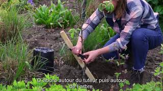 Comment planter et tuteurer un arbre [upl. by Moulton]