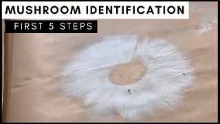 5 Steps to Identify a Mushroom Using Spore Prints [upl. by Ruddy]