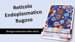 Reticolo Endoplasmatico Rugoso [upl. by Anailli]