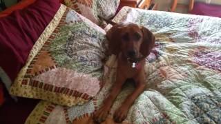 Redbone Coonhound puppy baying [upl. by Fremont334]