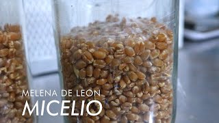 Micelio de melena de león Para iniciar con el cultivo de Hericium erinaceus [upl. by Sudnak]