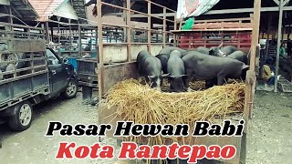 PASAR HEWAN BABI  KOTA RANTEPAO  TORAJA UTARA [upl. by Jarus]