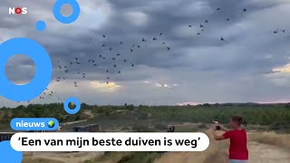 Duizenden waardevolle duiven zoek door onweer [upl. by Nyladnarb]