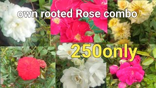 5rose 250 രൂപയ്ക്ക് combo sale [upl. by Namrej]