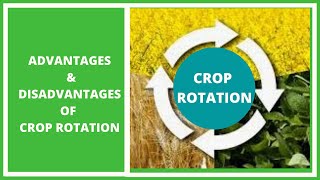 Crop Rotation What are the advantages and disadvantages of crop rotation [upl. by Fabi214]