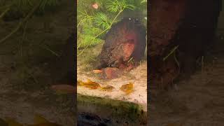 Gold laser Corydora babies in 3 species community aquariumfish corydoras [upl. by Nlocnil]