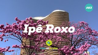 Ipê Roxo [upl. by Ynner]