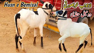 Husn E Bemisal Domail Mandi Fatehjang Update 14 February 2025 Part 2  Fatehjangi Bulls Qurbani [upl. by Etireugram]