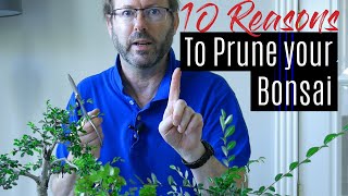 Bonsai Care  How to prune your Bonsai tree  Part 1 [upl. by Aceber522]