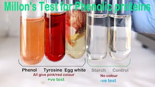 Millons Test Practical Experiment [upl. by Zorine36]