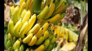 How To Grow A Banana Tree with A Store Bought Banana [upl. by Lana]