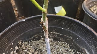 How and When to Take Off the Grafting Tape [upl. by Theone]