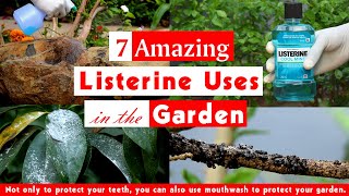 7 Amazing Listerine Uses in the Garden  Surprising Mouthwash Hacks [upl. by Hgielsa493]