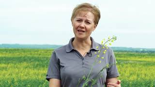 Sclerotinia tips with Tanya Froh [upl. by Rebna]