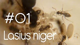 Lasius niger  01  Introduction [upl. by Veats362]