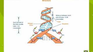 Deoxyribonucleic Acid [upl. by Cavil]