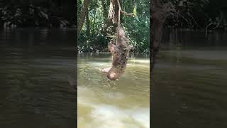 🦥ThreeFingered Sloth Hanging Over a River in Costa Rica [upl. by Inaluiak]