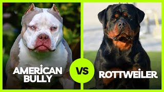 American Bully vs Rottweiler Breed Guide [upl. by Hilde]