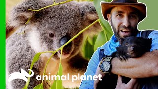 Learn More About Australia’s Marsupials  Animal Planet [upl. by Verdi]