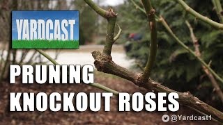 Winter Pruning  Knockout Roses [upl. by Anaujat]