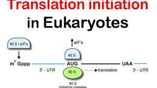 Translation initiation in eukaryotes  eukaryotic translation lecture 1 [upl. by Hanauq]