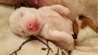 Jack Russell Puppies  Time Lapse [upl. by Hnoj362]