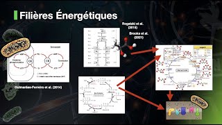 Les Filières Énergétiques en 75 Secondes TOUT EST CONNECTÉ [upl. by Utica223]