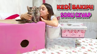 SOKAK KEDİSİ VS CİNS KEDİ Tekir mi British mi [upl. by Ursa401]