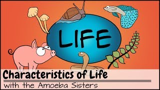 Characteristics of Life [upl. by Tibbs]