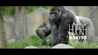 Gorilla Bokito 20 jaar feestje Bokitostijl in Diergaarde Blijdorp Rotterdam [upl. by Dave]