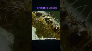 Parasitoid wasps Parasites come out from inside the Caterpillar [upl. by Pegma603]