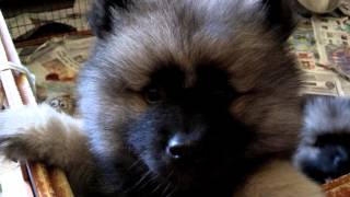 8 week old keeshond puppies [upl. by Sagerman]