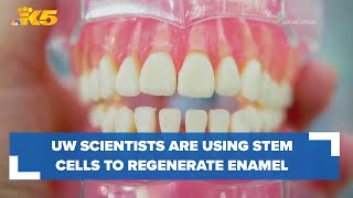 How University of Washington scientists use stem cells to regenerate tooth enamel [upl. by Enyalaj]