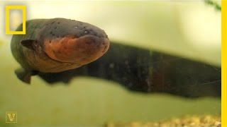 It’s True Electric Eels Can Leap From the Water to Attack  National Geographic [upl. by Assenev472]