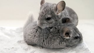 Chinchillas Rolling in the Dust Bath [upl. by Htnnek]