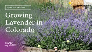 Growing Lavender in Colorado [upl. by Hawken86]