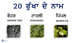 20 Trees Name in Punjabi  English  Mykidstv [upl. by Nylhtak]