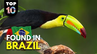 10 UNIQUE Animals Found in Brazil 🇧🇷 [upl. by Barraza]