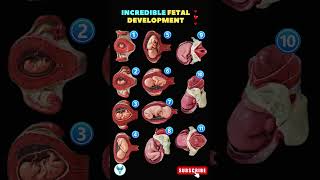 Fetal Development Week by Week  Incredible Pregnancy Journey  Embryo Shortsfeed pregnancy baby [upl. by Folly907]