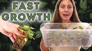 Best Plant Propagation Method  Houseplant Propagation Box UPDATED METHOD sphagnum moss prop [upl. by Nancey]