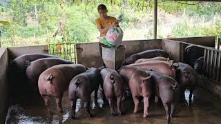 Pig farming what kind of feed should be given to pigs to help them grow quickly  Ep 310 [upl. by Etnahs]