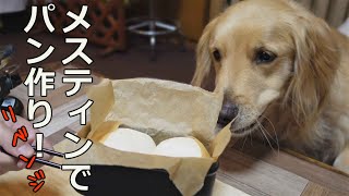 愛犬と一緒にパン作りしたら楽し過ぎた♪【メスティンでパン作りリベンジ】ゴールデンレトリバー [upl. by Sidky]