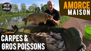 AMORCE Maison  CARPES amp GROS POISSONS [upl. by Monahan]