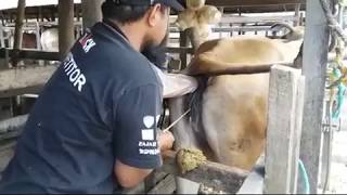 Proses Inseminasi Buatan IB Pada Sapi [upl. by Arihppas]