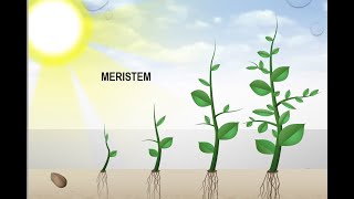 Materi 5 Anatomi Tumbuhan Jaringan Meristem [upl. by Eada]