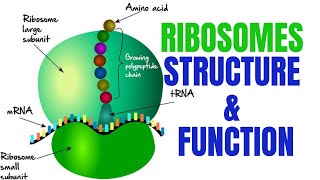 Ribosomes  Ribosomes function and structure [upl. by Anirbys]