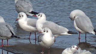 Blackheaded Gull  Chroicocephalus ridibundus  Winter Plumage in January 2024 [upl. by Osnofledi]