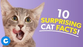 10 Interesting Facts About Cats  Chewy [upl. by Gerhardt336]