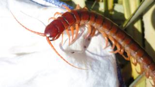 Giant Centipede  Thailand VLOG 2 [upl. by Niccolo]