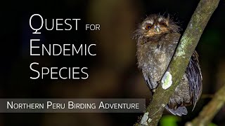 Northern Peru Birding Adventure  Birds of Peru  EPISODE 2 of 4 [upl. by Attekahs]